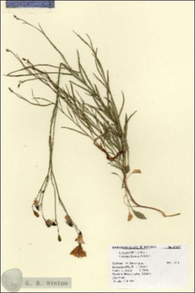 URN_catalog_HBHinton_herbarium_17105.jpg.jpg