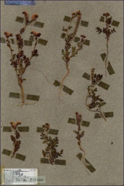 URN_catalog_HBHinton_herbarium_18657.jpg.jpg