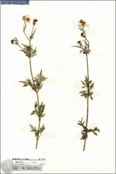 URN_catalog_HBHinton_herbarium_19718.jpg.jpg