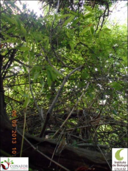 70884_S3_ARC_20130905_005_002.jpg.jpg