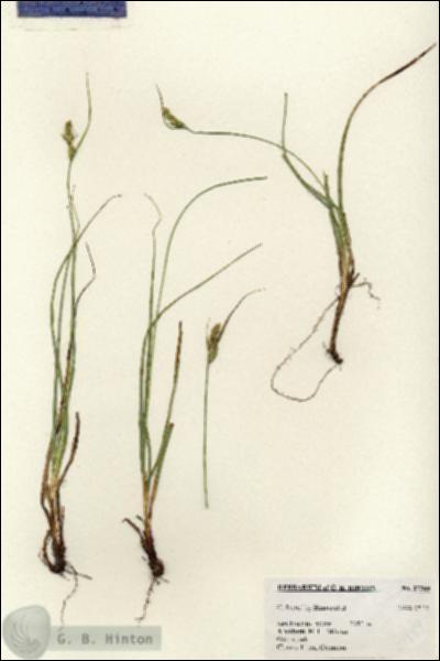 URN_catalog_HBHinton_herbarium_27389.jpg.jpg