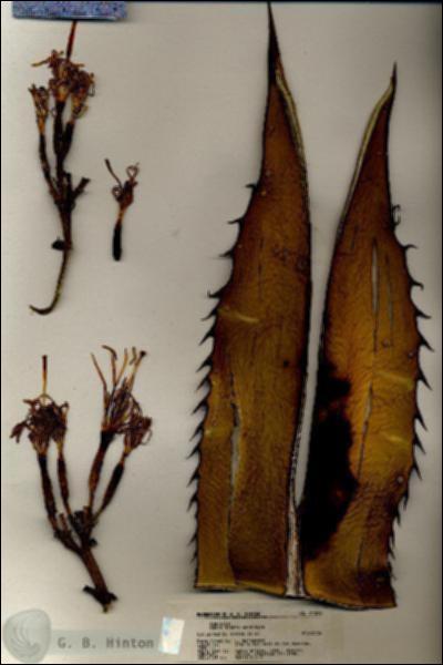 URN_catalog_HBHinton_herbarium_21099.jpg.jpg