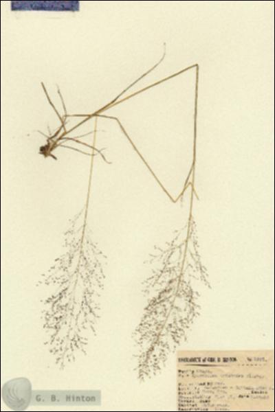 URN_catalog_HBHinton_herbarium_9331.jpg.jpg
