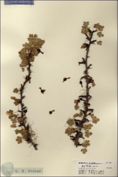 URN_catalog_HBHinton_herbarium_22427.jpg.jpg