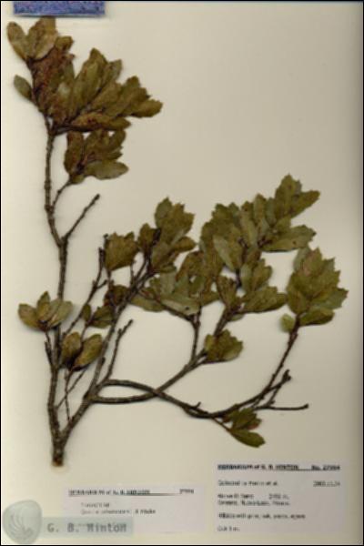 URN_catalog_HBHinton_herbarium_27994.jpg.jpg