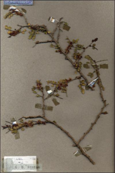URN_catalog_HBHinton_herbarium_17742.jpg.jpg