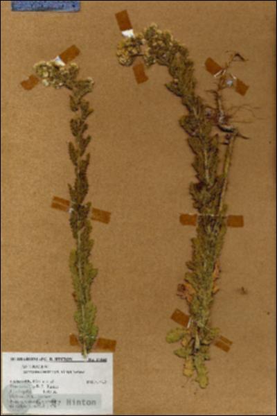 URN_catalog_HBHinton_herbarium_17848.jpg.jpg