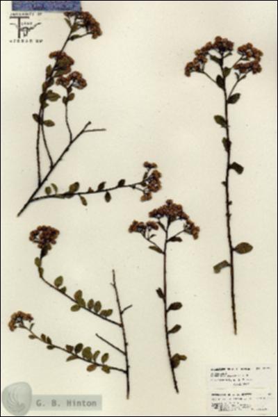 URN_catalog_HBHinton_herbarium_26222.jpg.jpg