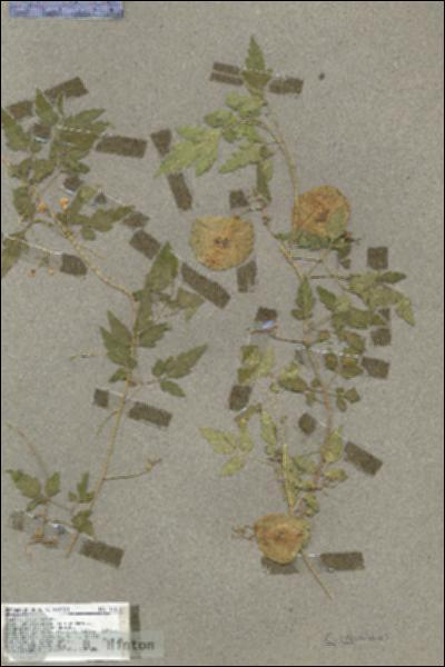 URN_catalog_HBHinton_herbarium_17614.jpg.jpg