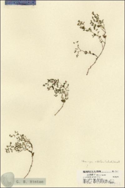 URN_catalog_HBHinton_herbarium_21454.jpg.jpg