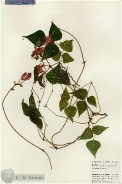 URN_catalog_HBHinton_herbarium_24898.jpg.jpg