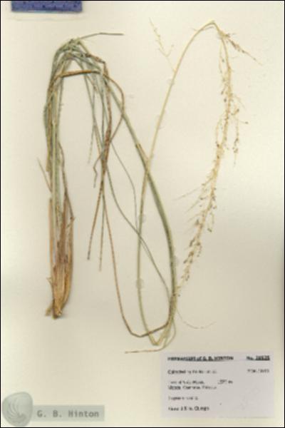URN_catalog_HBHinton_herbarium_28525.jpg.jpg