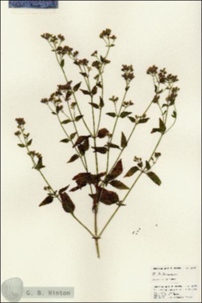 URN_catalog_HBHinton_herbarium_25078.jpg.jpg