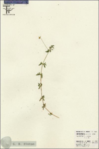 URN_catalog_HBHinton_herbarium_26215.jpg.jpg