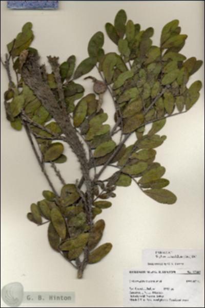 URN_catalog_HBHinton_herbarium_27385.jpg.jpg