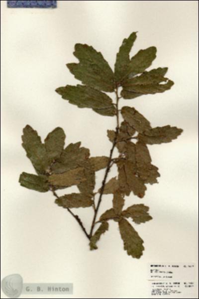 URN_catalog_HBHinton_herbarium_24552.jpg.jpg