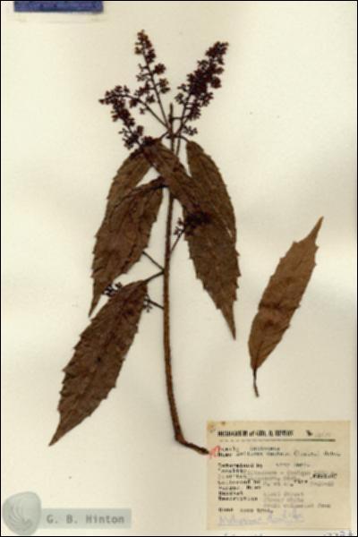 URN_catalog_HBHinton_herbarium_13277.jpg.jpg