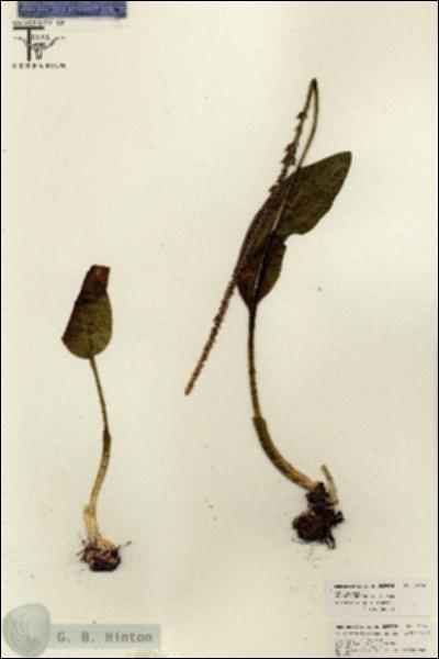 URN_catalog_HBHinton_herbarium_26060.jpg.jpg