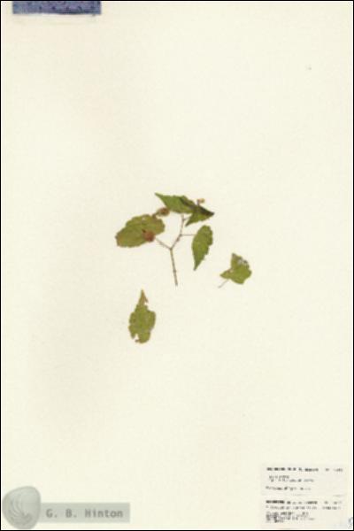 URN_catalog_HBHinton_herbarium_24632.jpg.jpg