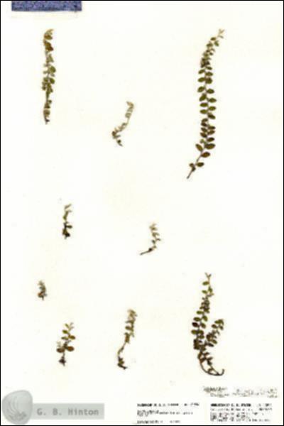 URN_catalog_HBHinton_herbarium_20834.jpg.jpg