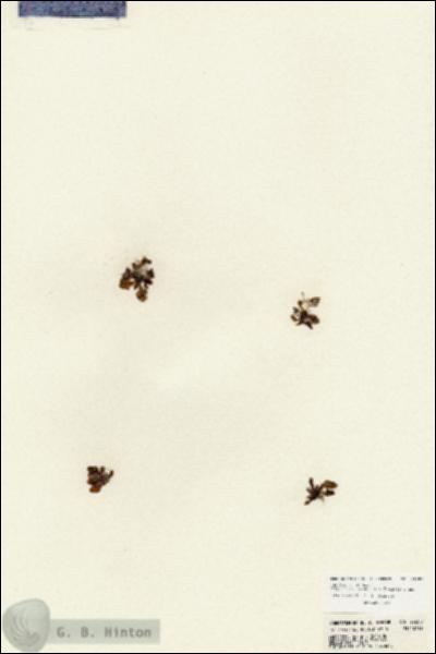 URN_catalog_HBHinton_herbarium_23650.jpg.jpg