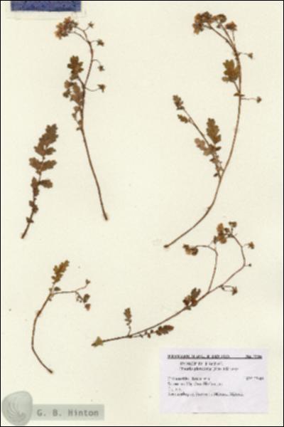 URN_catalog_HBHinton_herbarium_7956.jpg.jpg