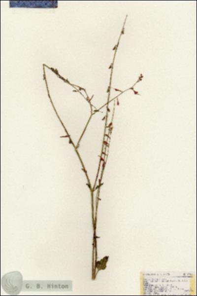 URN_catalog_HBHinton_herbarium_19066.jpg.jpg