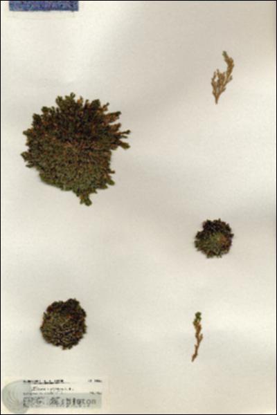 URN_catalog_HBHinton_herbarium_19265.jpg.jpg