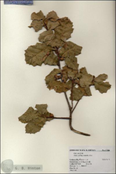 URN_catalog_HBHinton_herbarium_17266.jpg.jpg