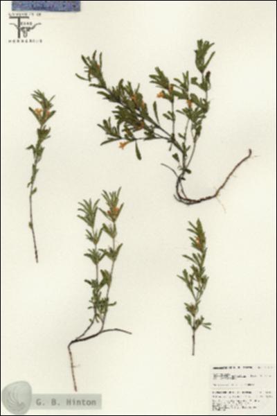 URN_catalog_HBHinton_herbarium_25611.jpg.jpg