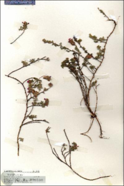 URN_catalog_HBHinton_herbarium_18382.jpg.jpg