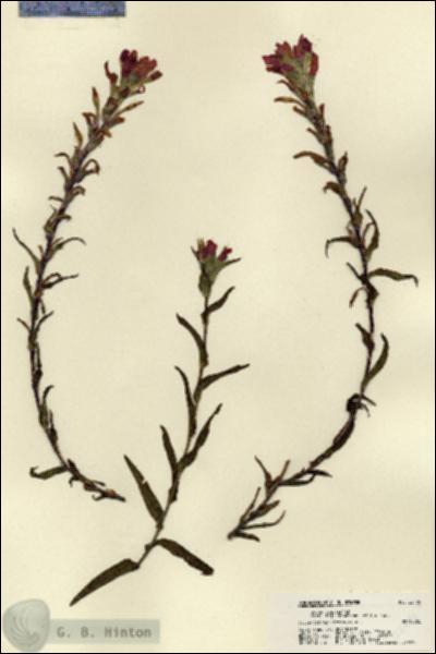 URN_catalog_HBHinton_herbarium_22406.jpg.jpg