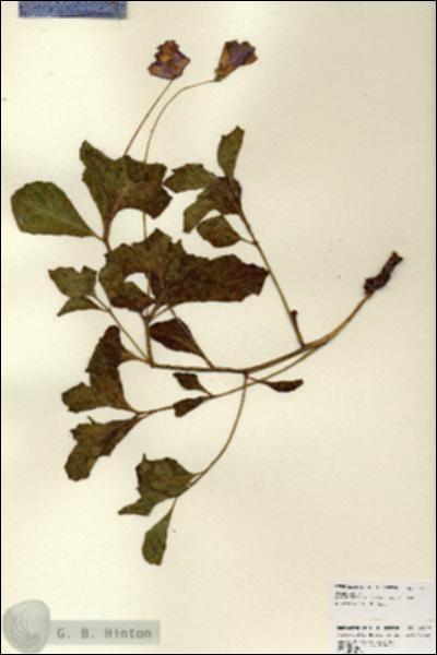 URN_catalog_HBHinton_herbarium_23237.jpg.jpg