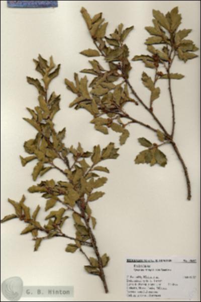 URN_catalog_HBHinton_herbarium_18697-1.jpg.jpg