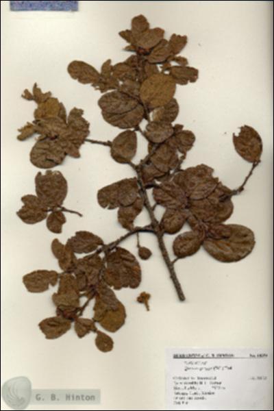 URN_catalog_HBHinton_herbarium_18359.jpg.jpg
