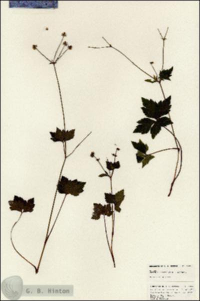 URN_catalog_HBHinton_herbarium_24894.jpg.jpg