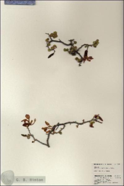URN_catalog_HBHinton_herbarium_24051.jpg.jpg