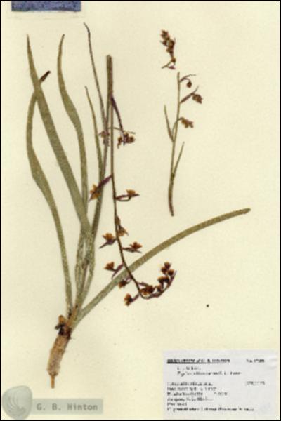 URN_catalog_HBHinton_herbarium_17388.jpg.jpg