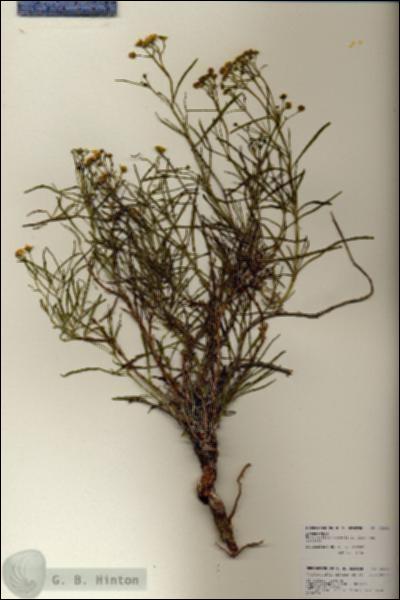 URN_catalog_HBHinton_herbarium_25962.jpg.jpg