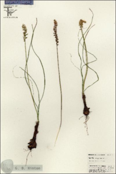 URN_catalog_HBHinton_herbarium_25513.jpg.jpg