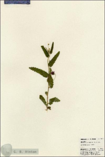 URN_catalog_HBHinton_herbarium_23721.jpg.jpg