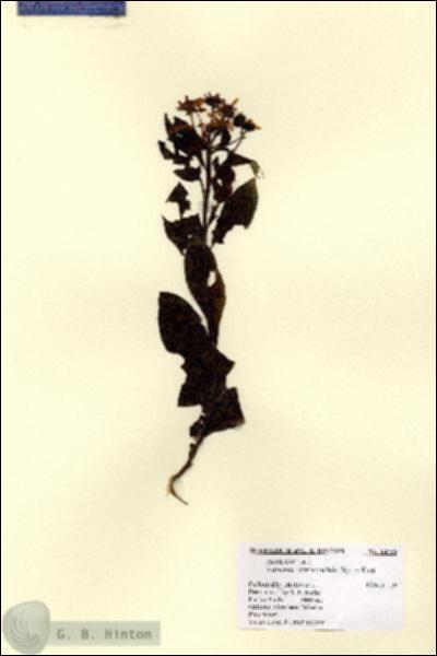 URN_catalog_HBHinton_herbarium_14756.jpg.jpg