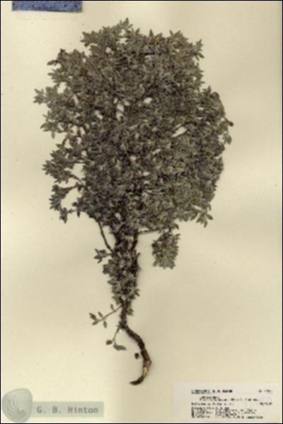 URN_catalog_HBHinton_herbarium_21980.jpg.jpg