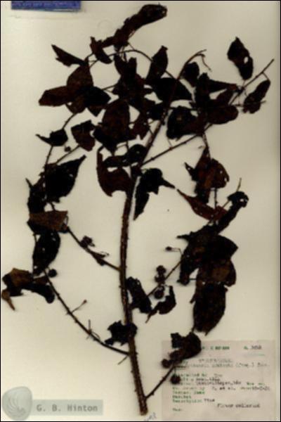 URN_catalog_HBHinton_herbarium_7098.jpg.jpg