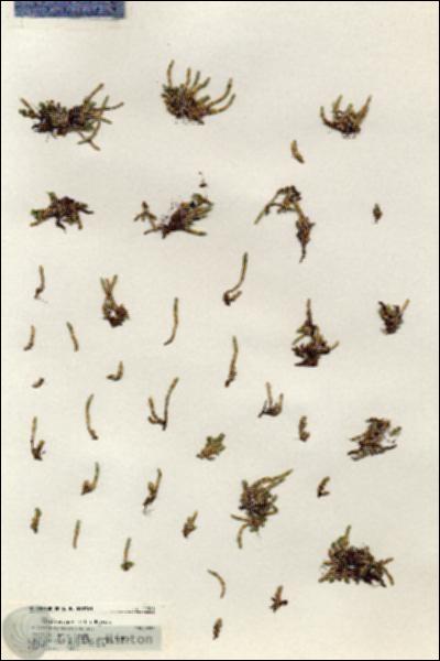 URN_catalog_HBHinton_herbarium_19783.jpg.jpg