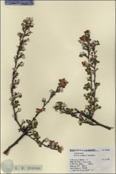 URN_catalog_HBHinton_herbarium_19660.jpg.jpg