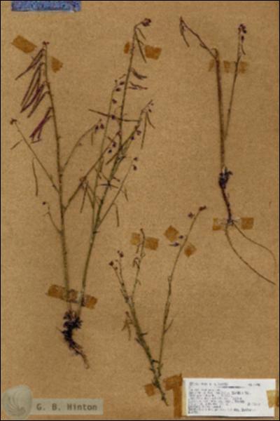 URN_catalog_HBHinton_herbarium_17980.jpg.jpg