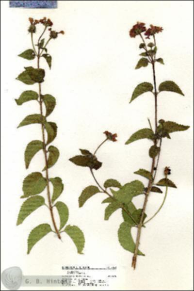 URN_catalog_HBHinton_herbarium_20333.jpg.jpg