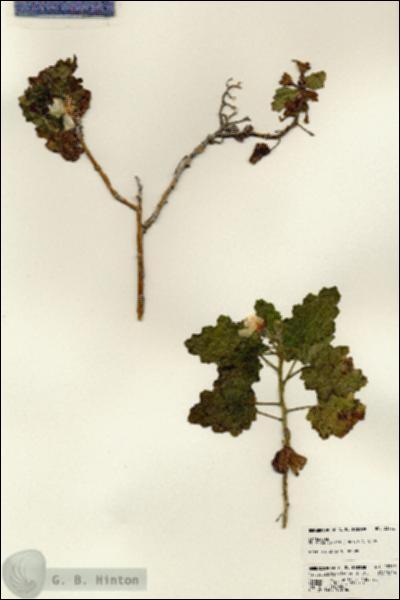 URN_catalog_HBHinton_herbarium_23752.jpg.jpg