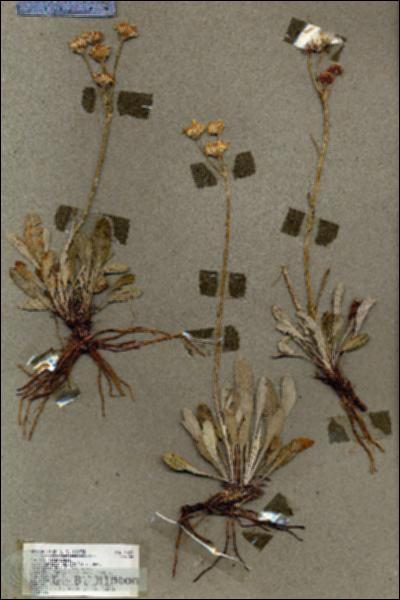 URN_catalog_HBHinton_herbarium_17353.jpg.jpg